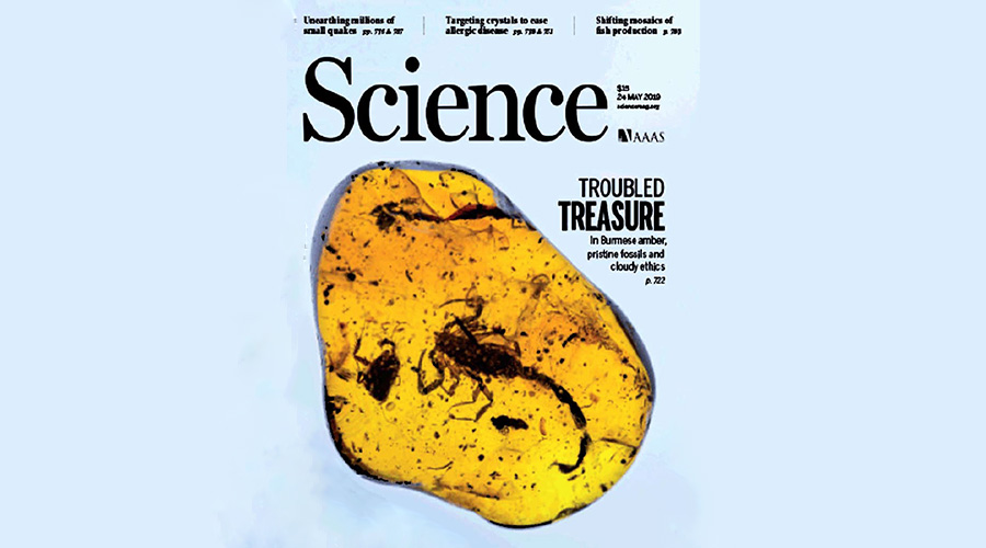 《科学》封面专访:缅甸琥珀——动乱中抢救出的古生物遗产