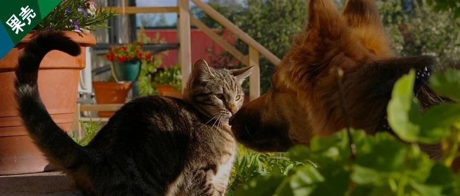家里的猫狗，会传染新冠状病毒吗？