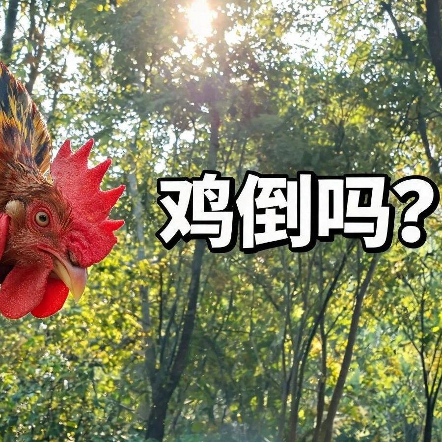老广口中的“鸡有鸡味”，到底是种什么味？