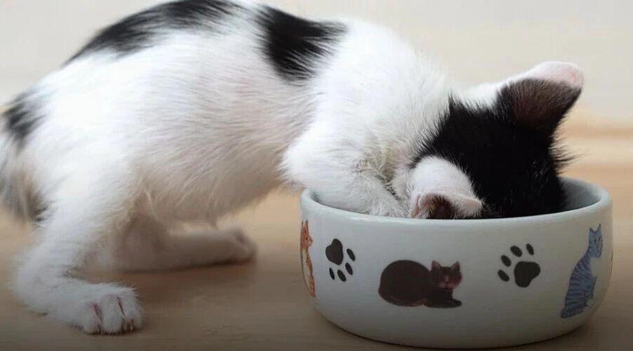 大量猫咪后肢瘫痪，闯祸的是猫粮吗？