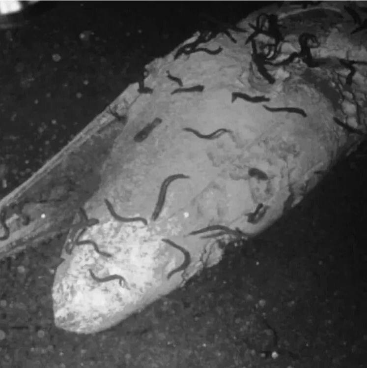 中国队发现530万年前的鲸类古墓，至今仍有“一鲸落，万物生”