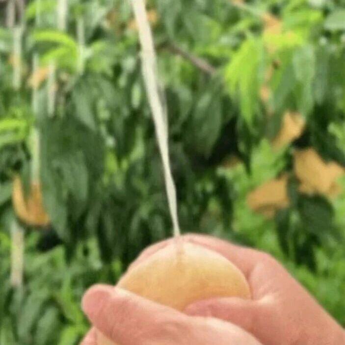 吹弹可破、白里透红、肥美多汁……停！是谁教你这么形容一颗桃的？！