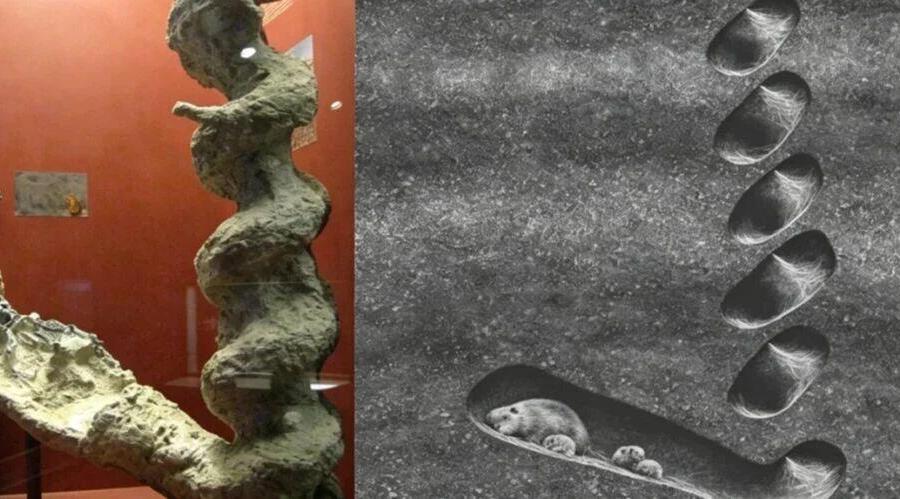 美国荒野里长满了“巨型螺丝”,科学家研究85年才知道是什么,真凶居然是它