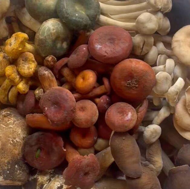 别逗了,菌子和蘑菇不是同一种东西