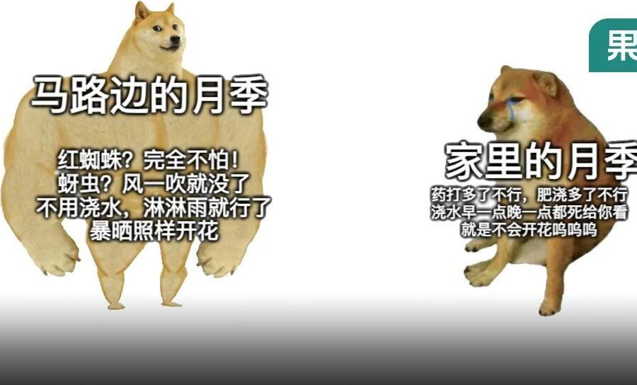 马路边月季没人管年年爆花,家里精心伺候的怎么动不动就死?