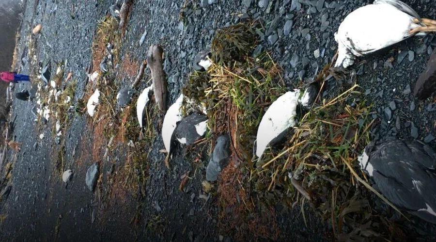 海洋里发生了什么,能让1000多万只海鸟集体死亡?