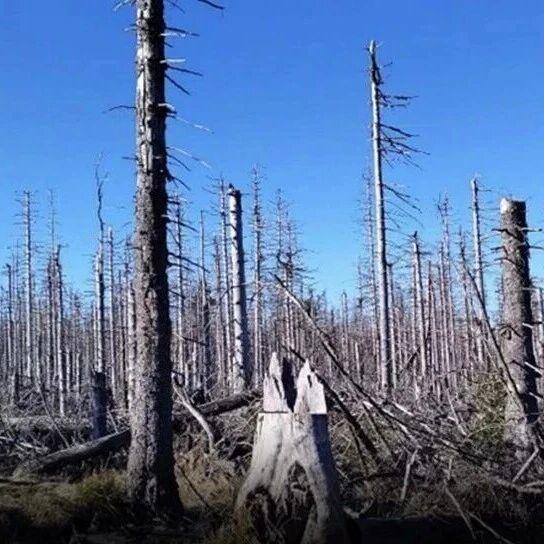 当一种树覆盖了林区90%以上的土地,悲剧已经埋下了伏笔