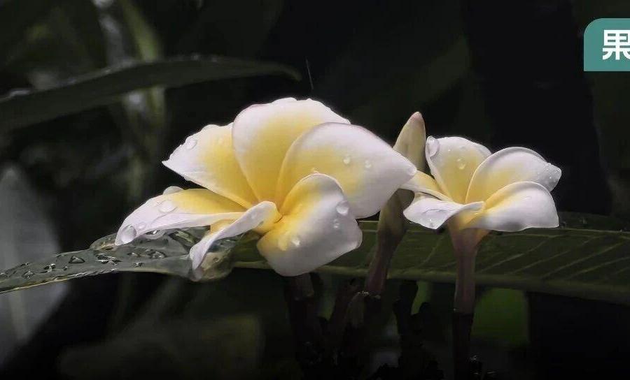 一场突如其来的低温,让鸡蛋花当了“太监”,还多了条裙子